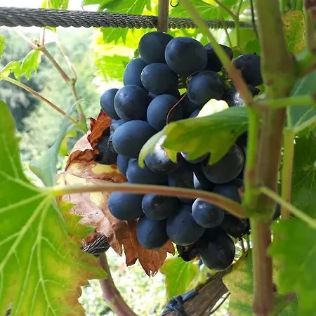 Apartman Apartmenthaus Styria